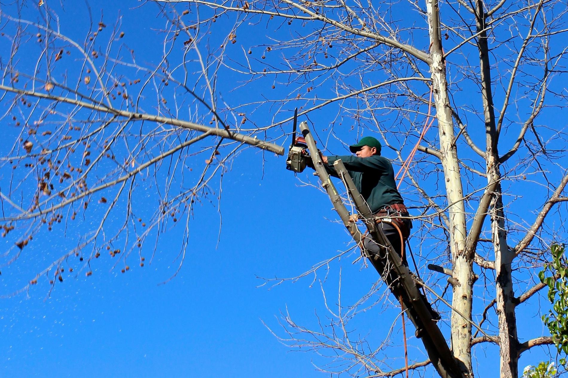 Elagage et taille de vos arbres à Grenoble