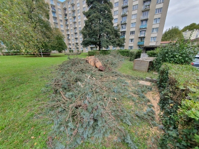Paysagiste abattage arbre Saint-Martin-d’Hères