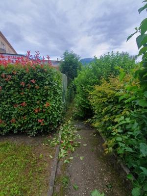 Taille de haie à Biviers
