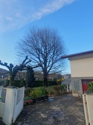 Élagage d’un gros hêtre à Seyssinet-Pariset