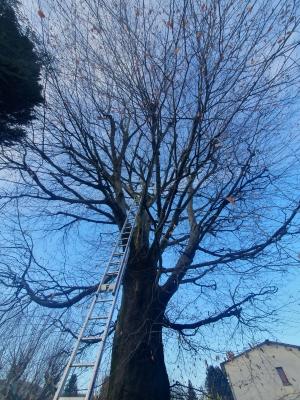 Élagage hêtre Seyssinet-Pariset