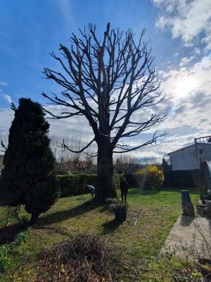 Paysagiste Grenoble - Élagage d’un hêtre