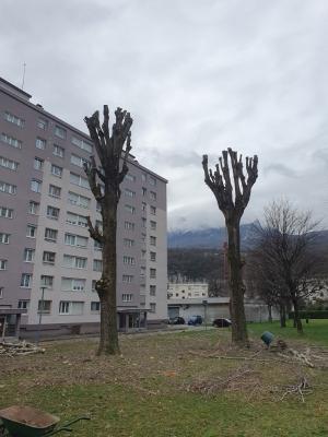 Élagage des peupliers - Paysagiste Grenoble