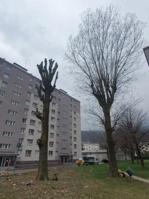 Élagage des peupliers dans une copropriété Grenoble