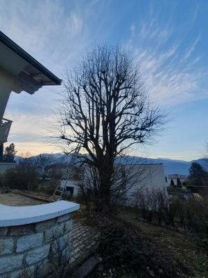 Elagage d'un tilleul à Corenc