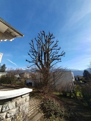 Paysagiste Grenoble - Elagage d'un tilleul à Corenc