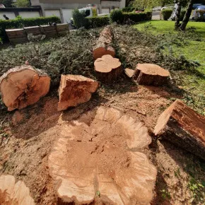 Abattage d’un arbre malade à Saint-Martin-d’Hères (Isère)