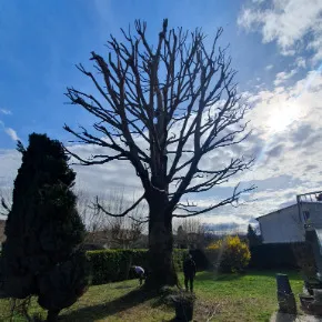 Élagage d’un gros hêtre à Seyssinet-Pariset