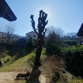 Élagage d’un saule en trogne à Sassenage