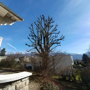 Elagage d'un tilleul à Corenc