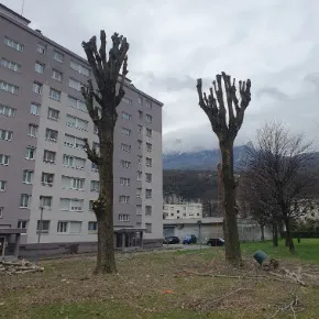 Élagage des peupliers dans une copropriété à Saint-Martin-d’Hères
