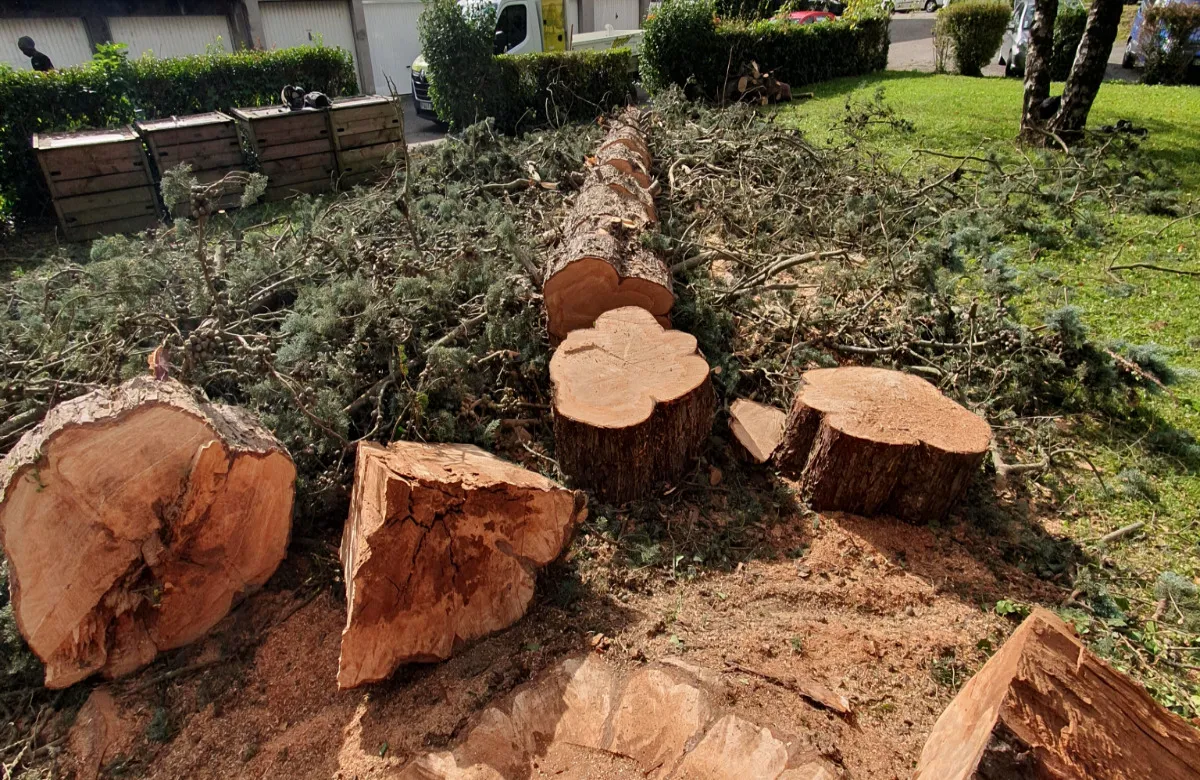 Abattage d’un arbre malade à Saint-Martin-d’Hères (Isère)