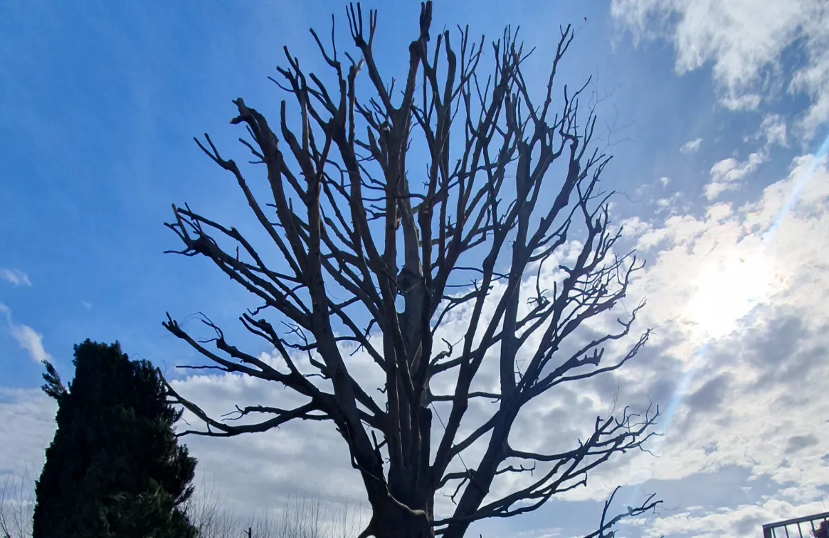 Élagage d’un gros hêtre à Seyssinet-Pariset