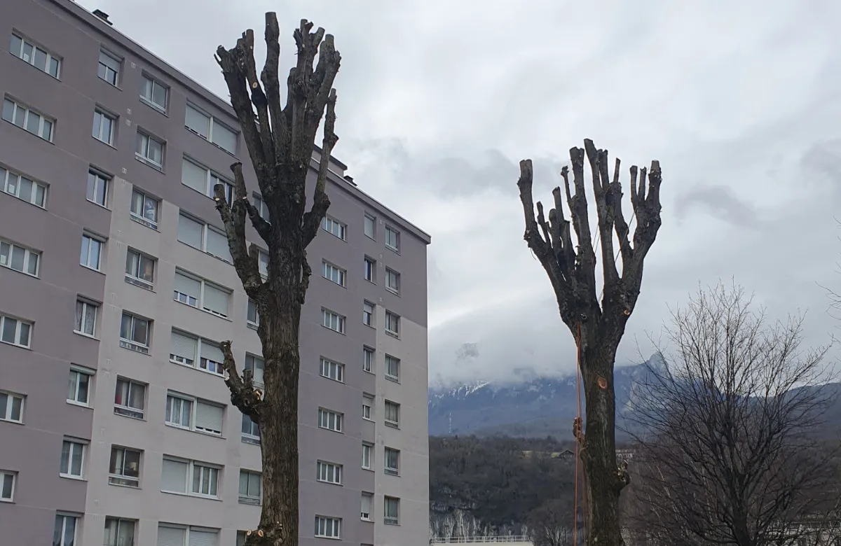 Élagage des peupliers dans une copropriété à Saint-Martin-d’Hères