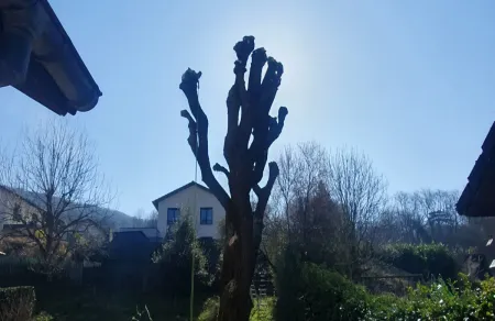 Élagage d’un saule en trogne à Sassenage