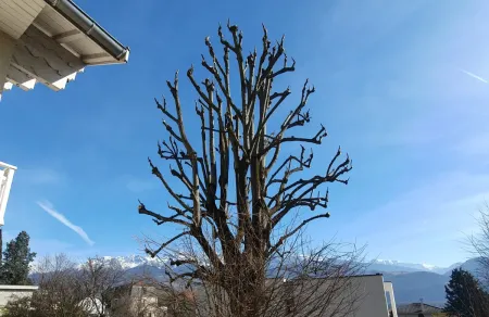 Elagage d'un tilleul à Corenc