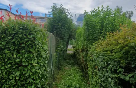 Taille de haie à Biviers pour libérer un passage