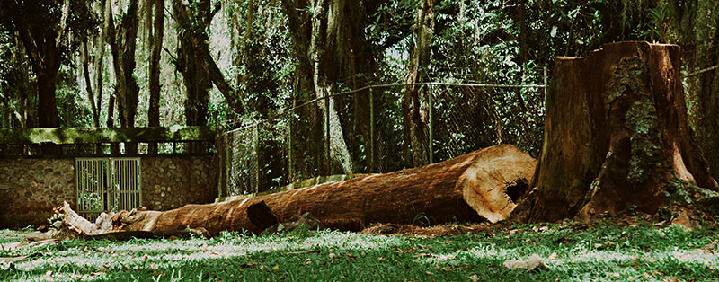 Paysagiste Grenoble - savoir faire