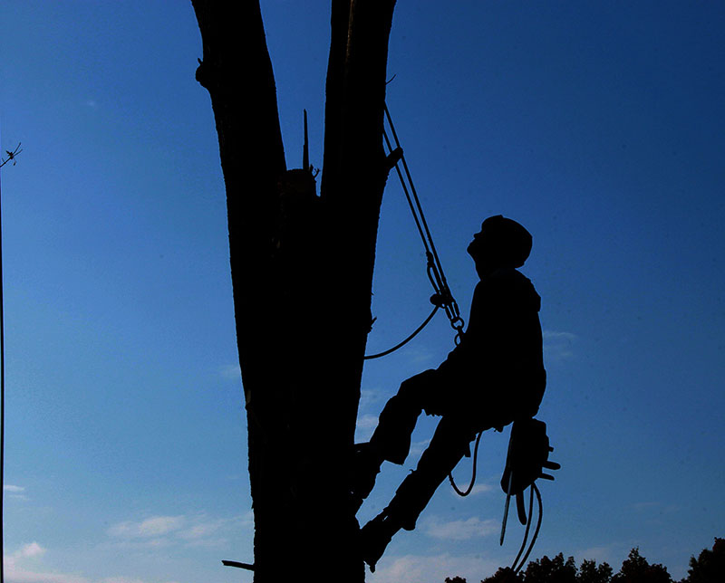 Abattage arbres paysagiste Grenoble
