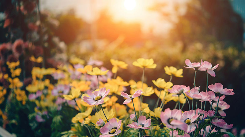 Création de jardins à Grenoble