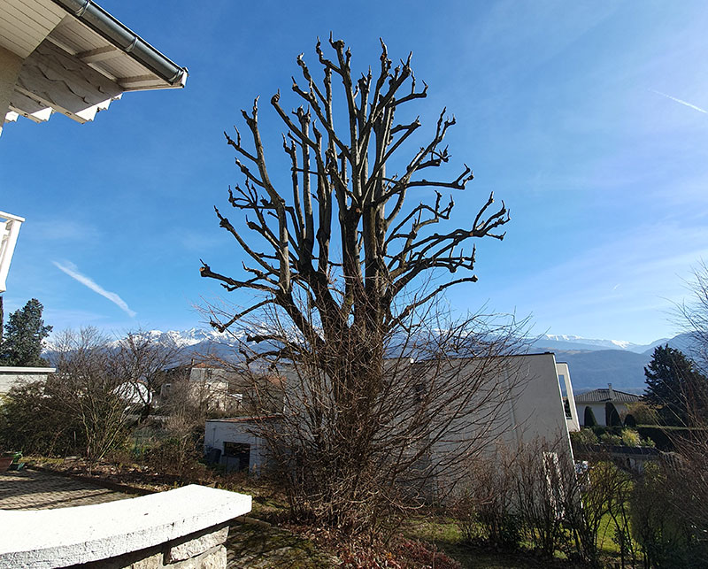 Elagage arbres paysagiste Grenoble