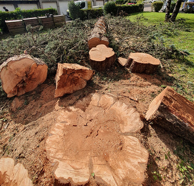 Paysagiste Grenoble abattage arbres